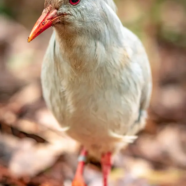 Caledonia Birds - Parc Provincial Zoologique et Forestier_Nouméa