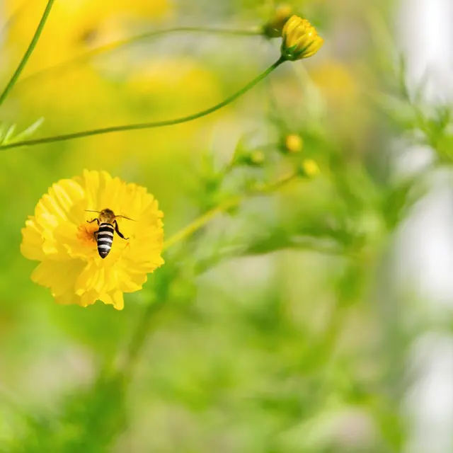 Atelier Pollinisation_Rumilly