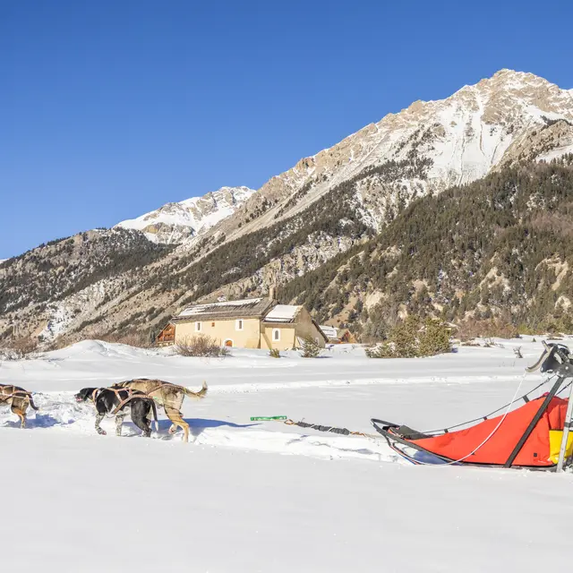 Conduite attelage traineau à chiens - Névache