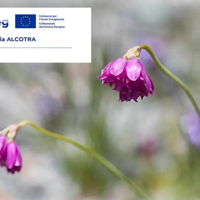 Atelier scientifique : conservation et valorisation de la flore des Alpes latines_Villar-d'Arêne