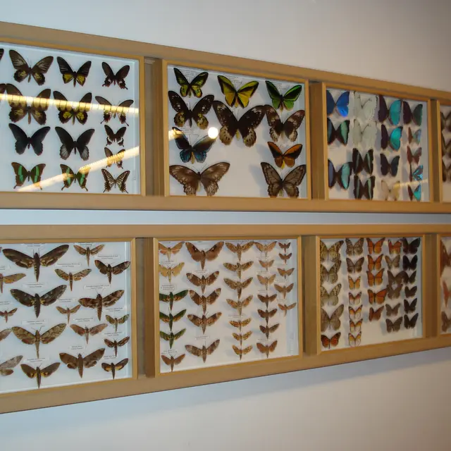 Musée des papillons