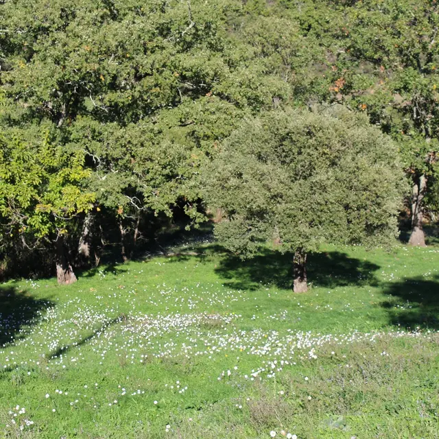 Les Bas Oliviers - La Garde-Freinet - Randonnée pédestre