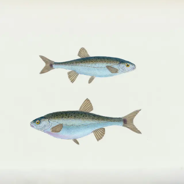 Atelier - Esprit critique et poisson d'avril sur un arbre_Digne-les-Bains