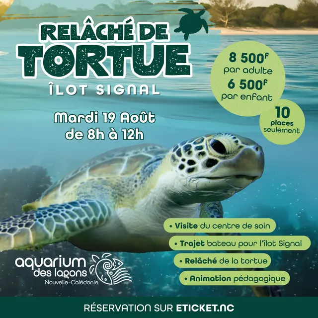 Relâché de tortue à l'îlot Signal_Nouméa