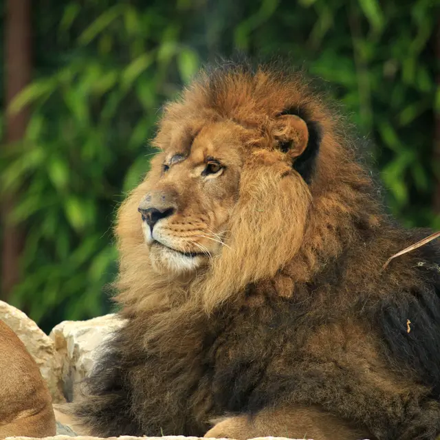 Le lion