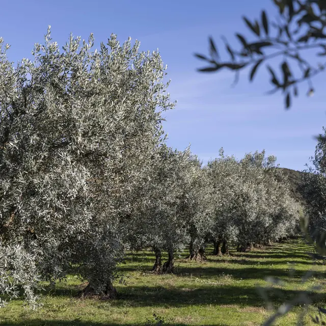 Le sentier découverte du chemin des Oliviers