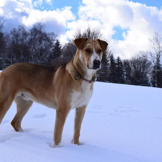Anéto Visite Hiver