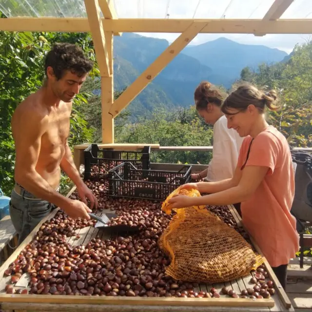 Producteur de châtaignes, Alain Creton_Tende