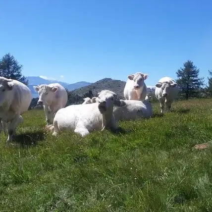 GAEC La Ferme de Sauron_Ancelle