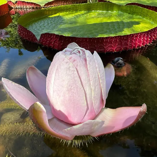 Victoria Cruzana