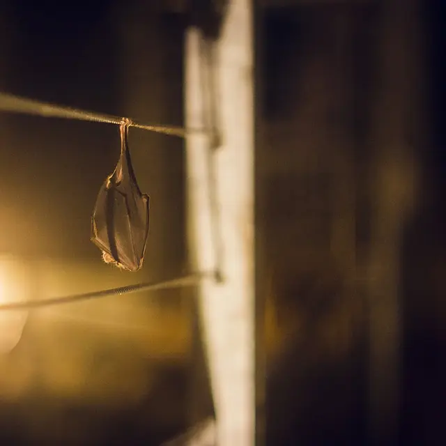 Nuit de la chauve-souris