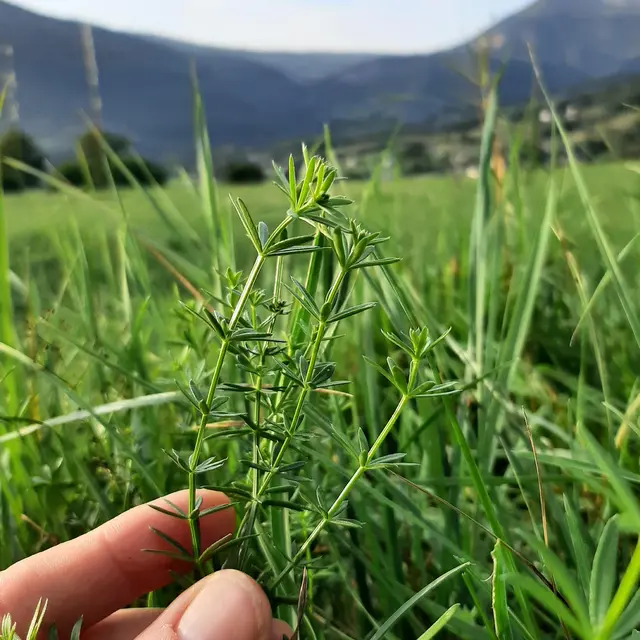 Cueillette de plantes sauvages comestibles et médicinales en Savoie