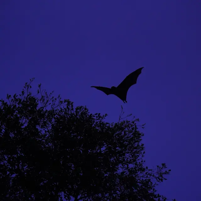SUR LA PISTE DES CHAUVES-SOURIS_La Tronche