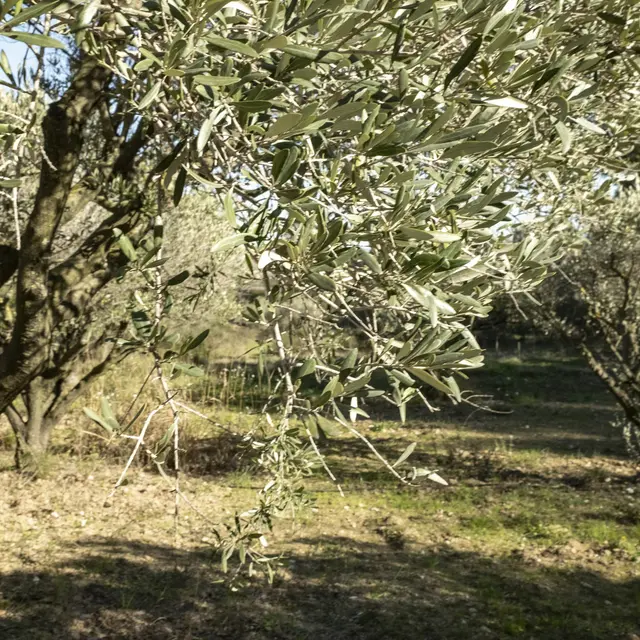 Espace Naturel Pipière-Pépiole_Six-Fours-les-Plages