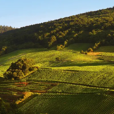 Atelier Découverte   Rhône & Alsace   - M.CHAPOUTIER_Tain-l'Hermitage