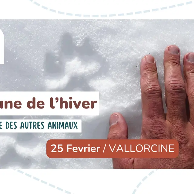 Sortie nature - La faune de l'hiver_Vallorcine