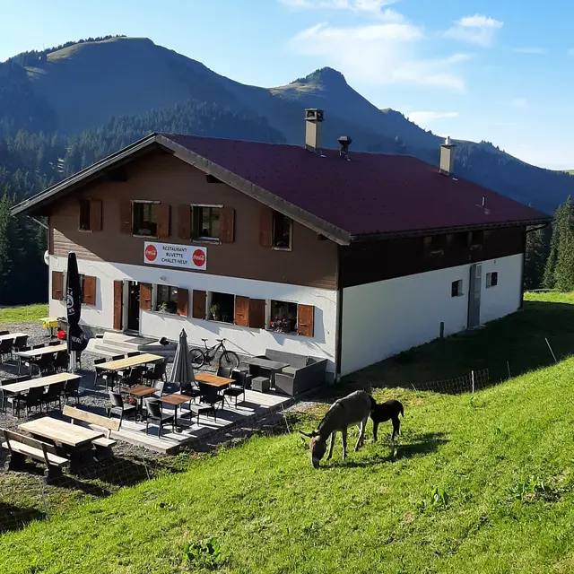 Chalet neuf