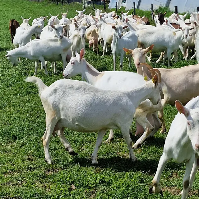 La Ferme des Roches
