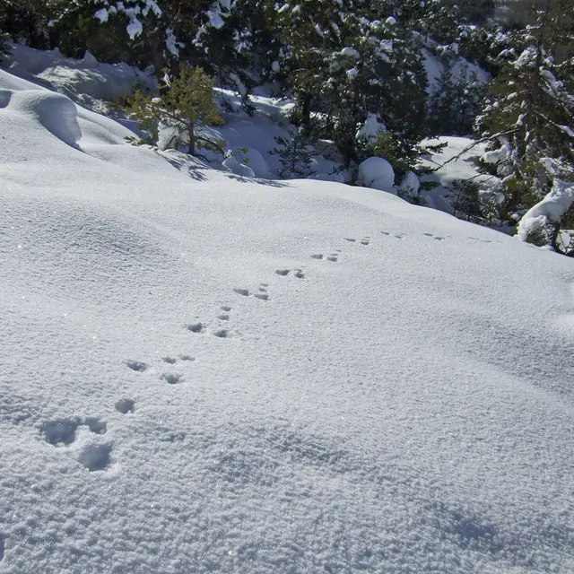 A la découverte des animaux de la montagne : les indices de présence_Saint-Étienne-de-Tinée