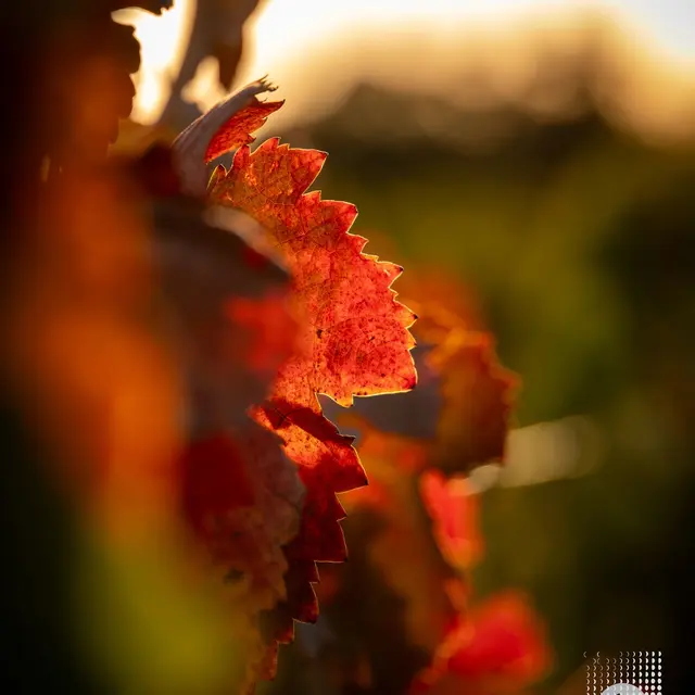 Domaine du Garde-Temps_Collobrières