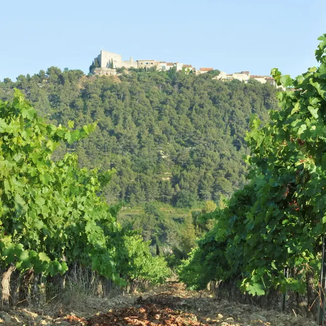 Domaine de l'Olivette
