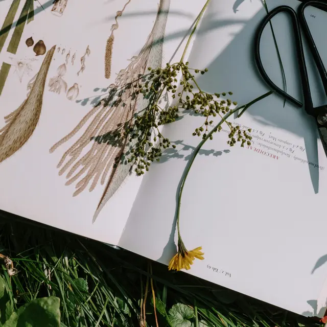 Atelier Altec (6-8 ans) - A la découverte des plantes et des herbiers_Bourg-en-Bresse