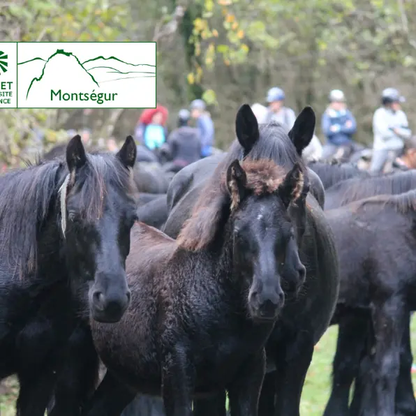 Arrivée des chevaux de Mérens au lac de Montbel_Montbel