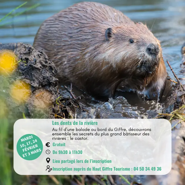 Les dents de la rivière_Morillon