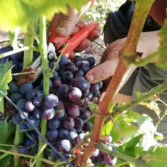 Du paysan à l'agriculteur_Puget-sur-Argens