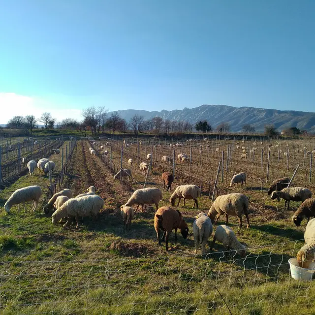 Domaine Vitori - Pourrières