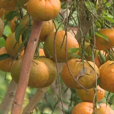 Marché spécial Mandarine et fruits à la Tribu d'Emma à Canala_Canala