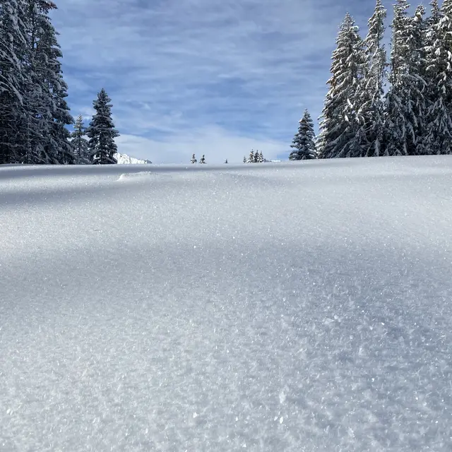 Sortie raquette à neige naturaliste