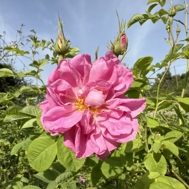 ashwagandha plants Ashwagandha Plant | Medicinal Herb