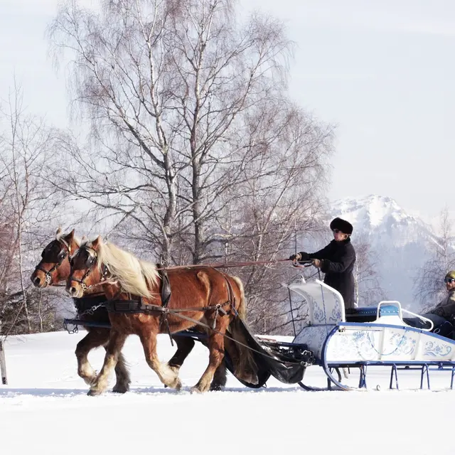 Promenade à traineau