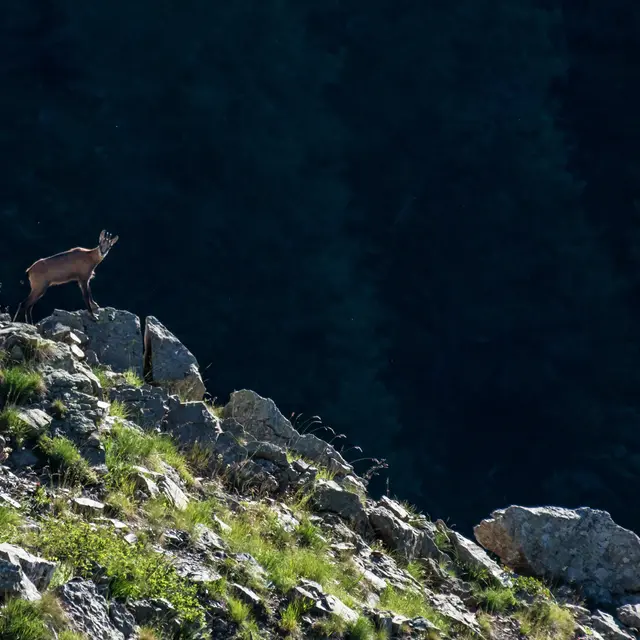 Sortie patrimoine et chamois_Orcières