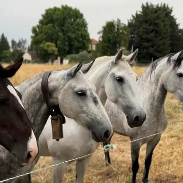 Ecurie Le Pas du Loup_Caumont-sur-Durance