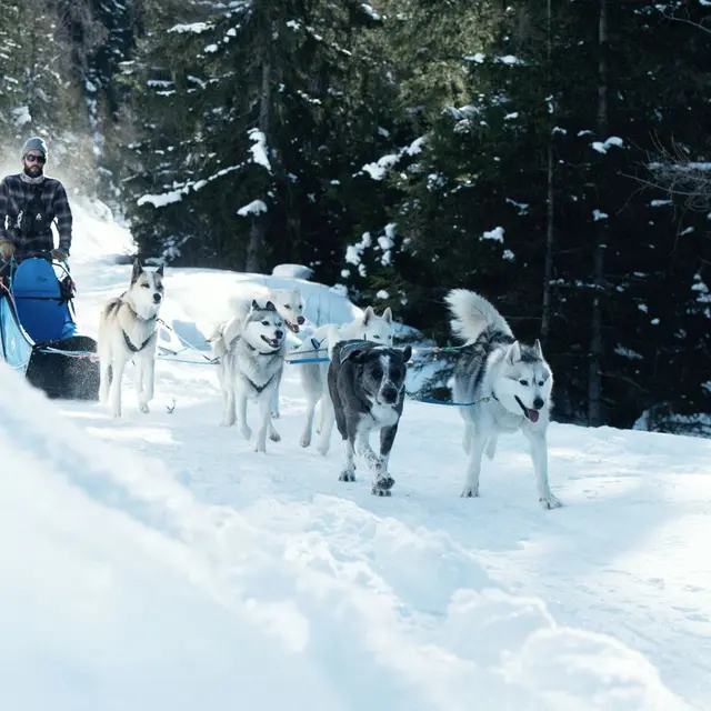 Conduite d'attelage chiens de traineau_Sainte-Foy-Tarentaise