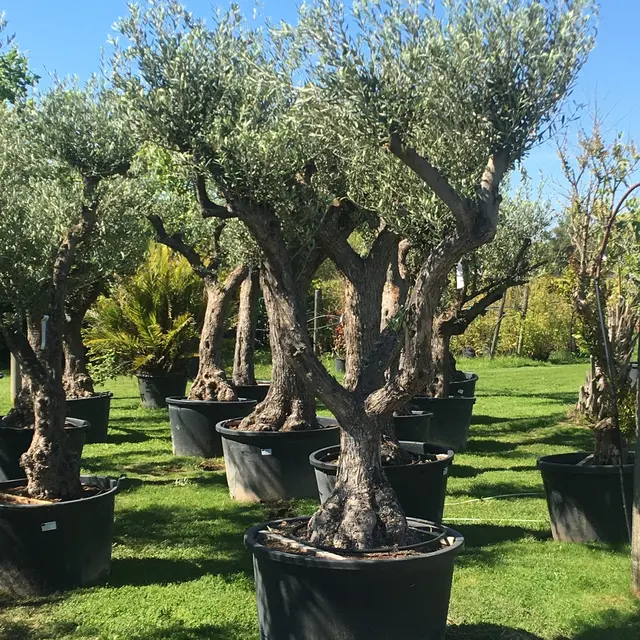 Jardinerie pépinière Guilbon