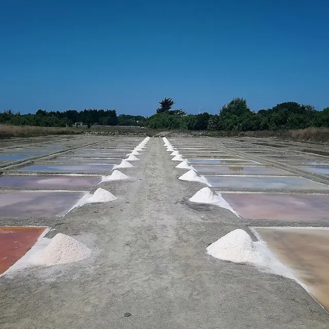 Récolte du Gros Sel