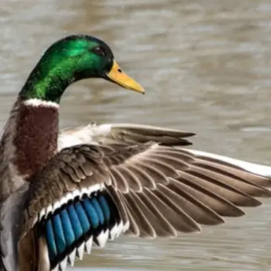 Mystère chez les canards - Marais de Lavours_Ceyzérieu