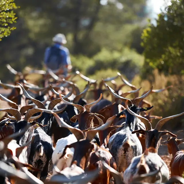 Lou cabrier - Chèvres du Rove pastorales en Sainte-Baume_Plan-d'Aups-Sainte-Baume