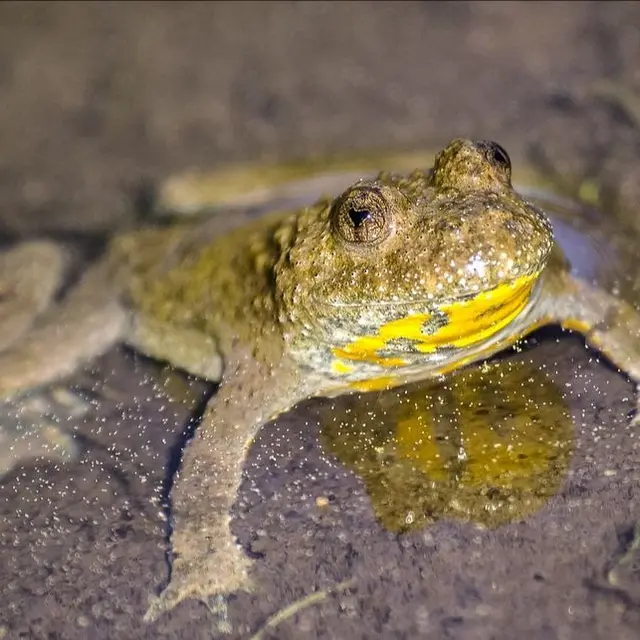 Atelier nature à la Maison du marais : découverte du crapaud sonneur
