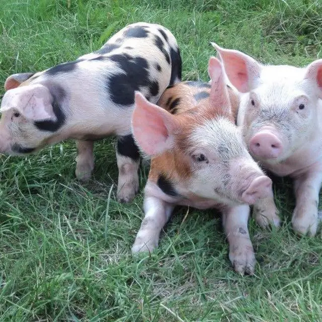 la ferme du petit cochon