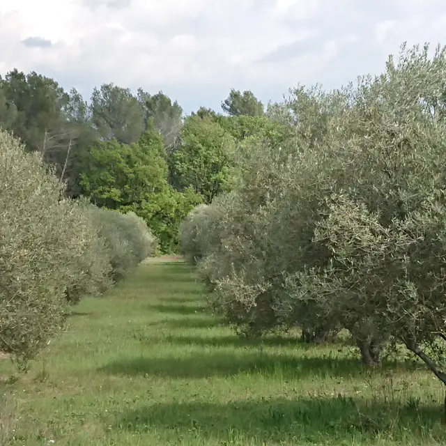 Randonnée en Provence