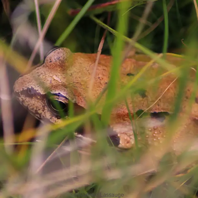 Les rendez-vous du Parc : Voyage en terre humide