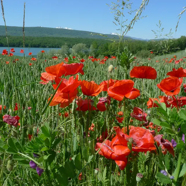 Champ de coquelicots