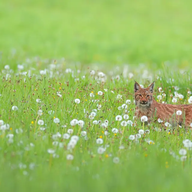 Animation nature: Sur les traces du Lynx_Gex