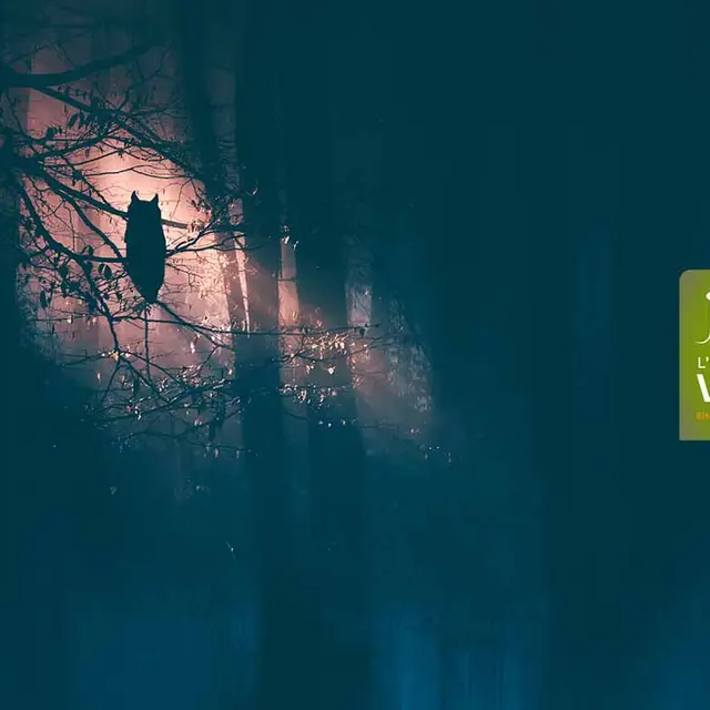 Balade nocturne : animaux maléfiques ou légendes à la peau dure ?