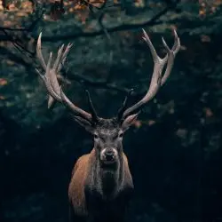 Sur les traces des animaux du Vercors_Villard-de-Lans