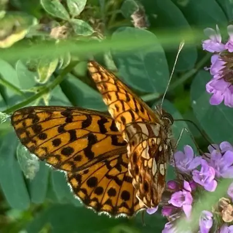 Anim'été au Musée Promenade - L'envol des papillons_Digne-les-Bains